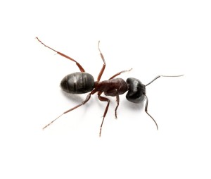 Carpenter Ant