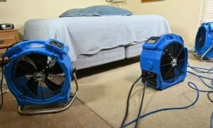 Heat Treatment Bed Bugs Heat Treatment for Bed Bugs